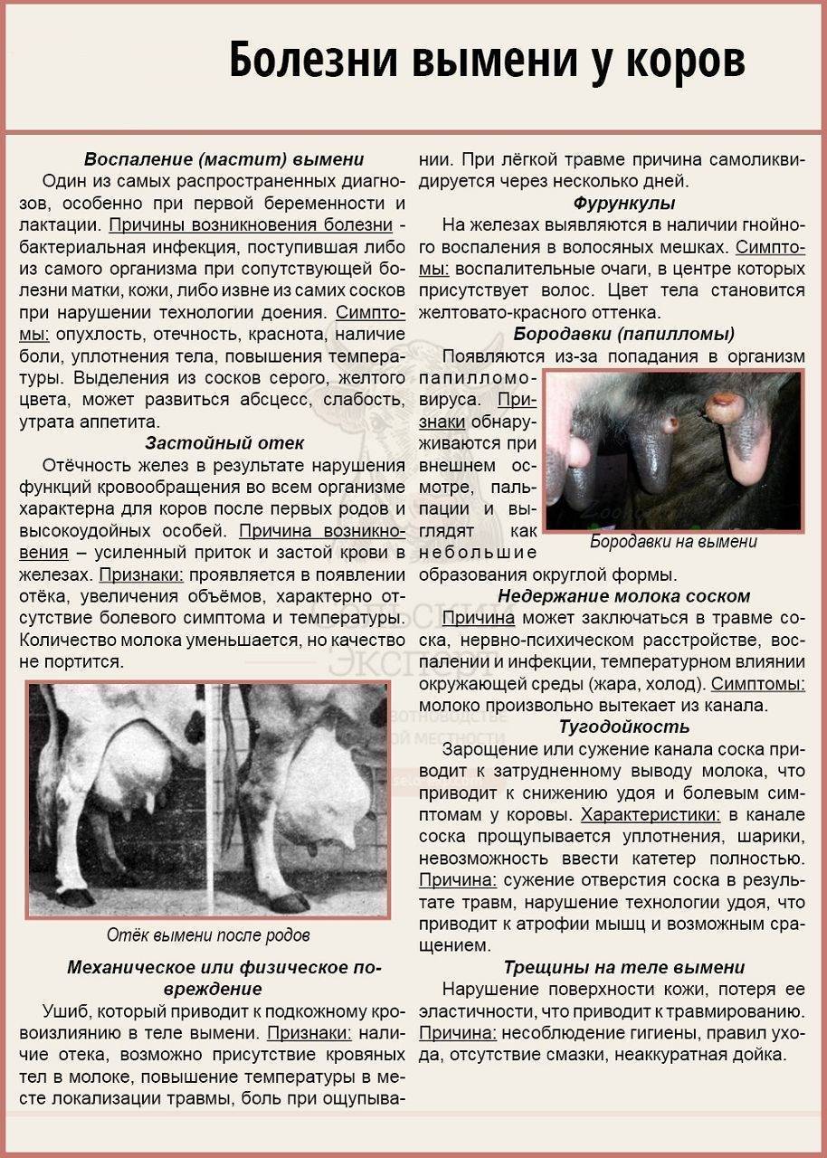Стафилококковая инфекция у животных | beleka.by | beleka.by