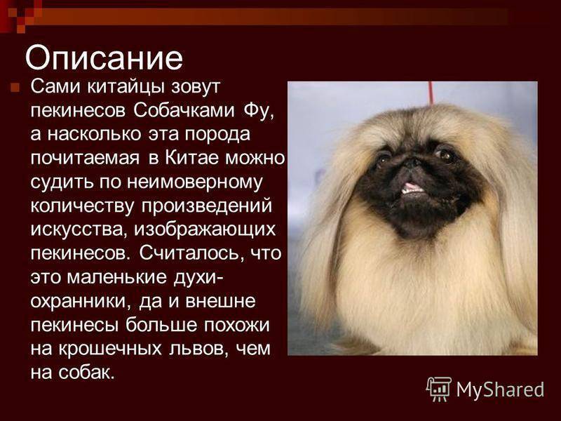 Пекинес королевский: фото взрослой собаки, описание породы и особенностей питомцев и как правильно за ними ухаживать