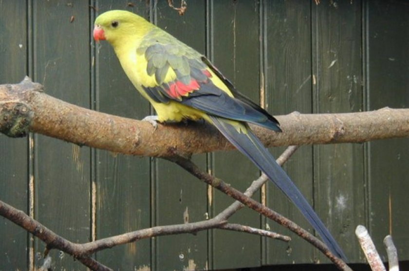 Роскошный горный попугай | внешний вид, содержание, питание, размножение