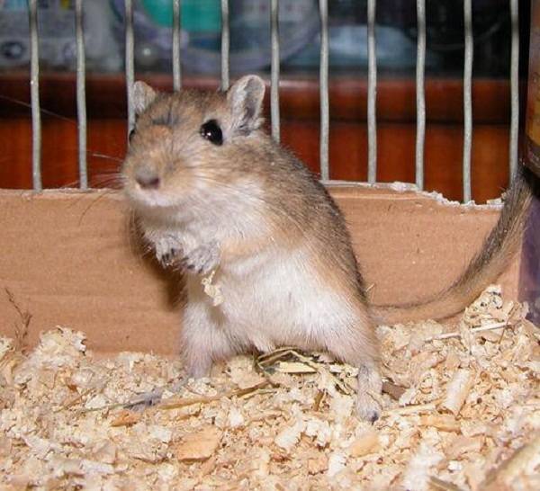 Мелкие грызуны: крысы, мыши, хомячки домашние и дикие