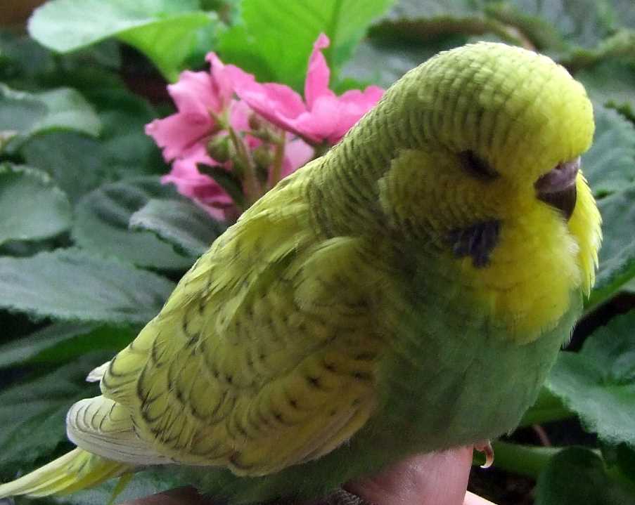 Очаровательный волнистый попугай чех