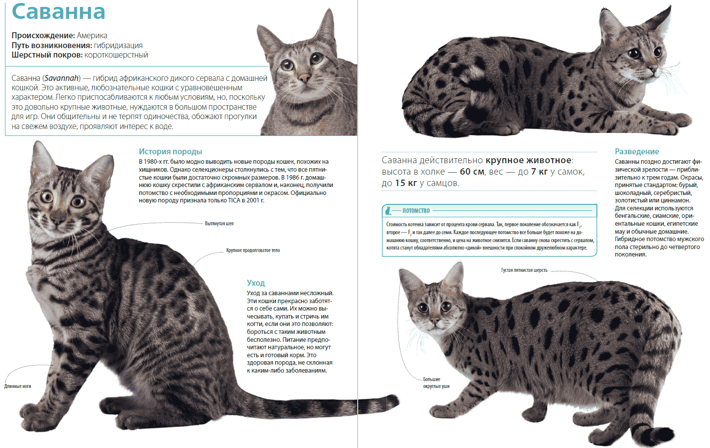 Породы кошек с кисточками на ушах - названия, описание и фото