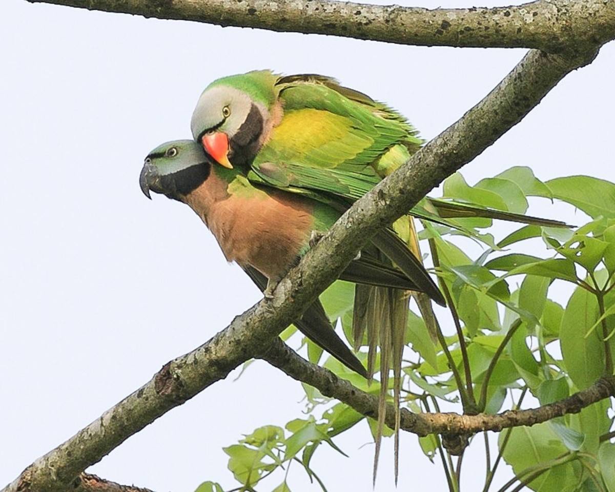 Кольчатые или ожереловые попугаи - красивые и грациозные птицы