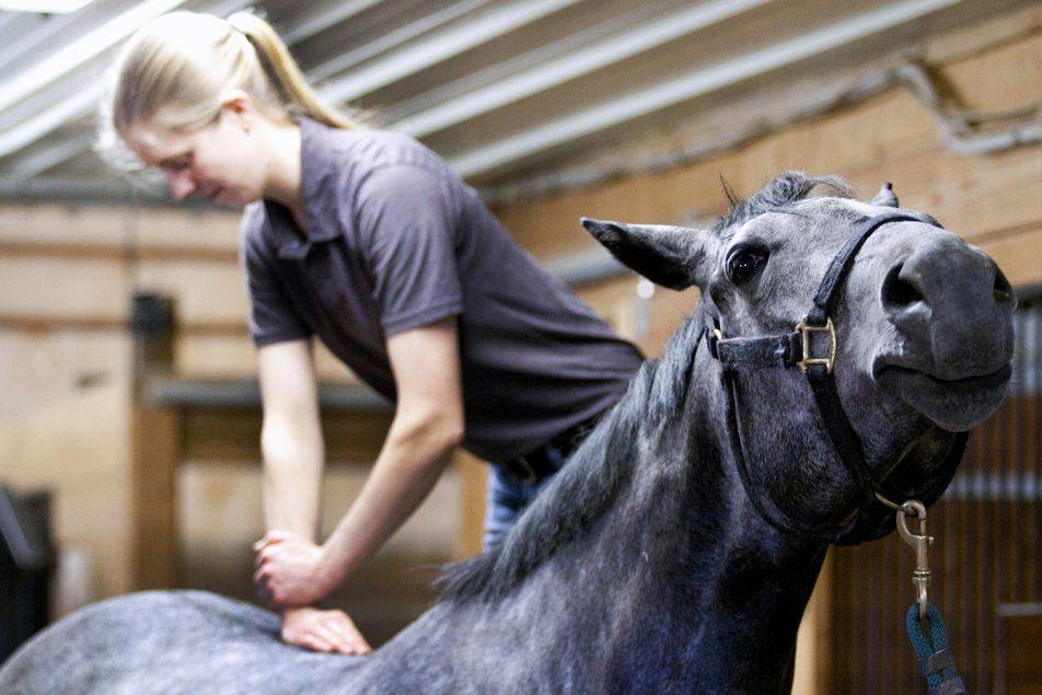 Как приручить лошадь и наладить с ней контакт: воспитание и обучение