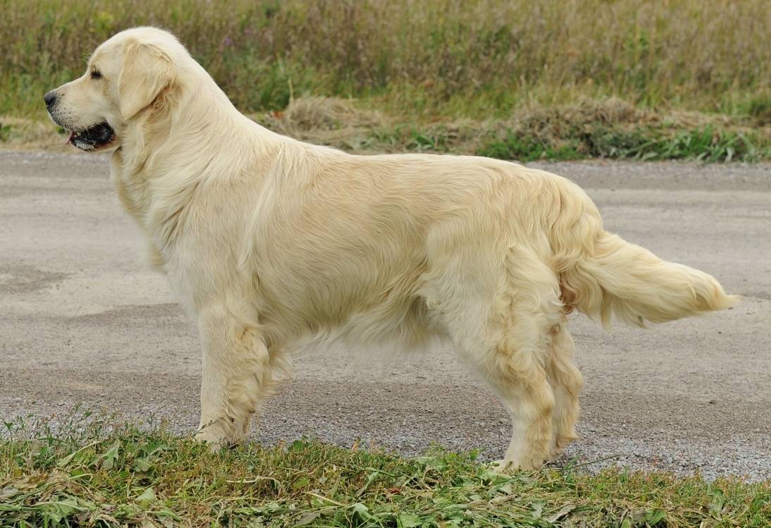 История породы, происхождение золотистого (голден) ретривера | собаки мира