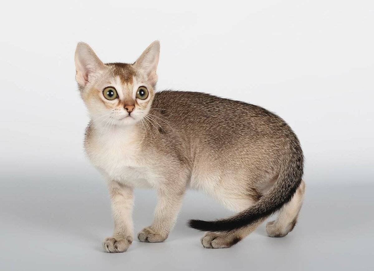 Сингапурская кошка: описание породы, фото, видео, стоимость ктоят