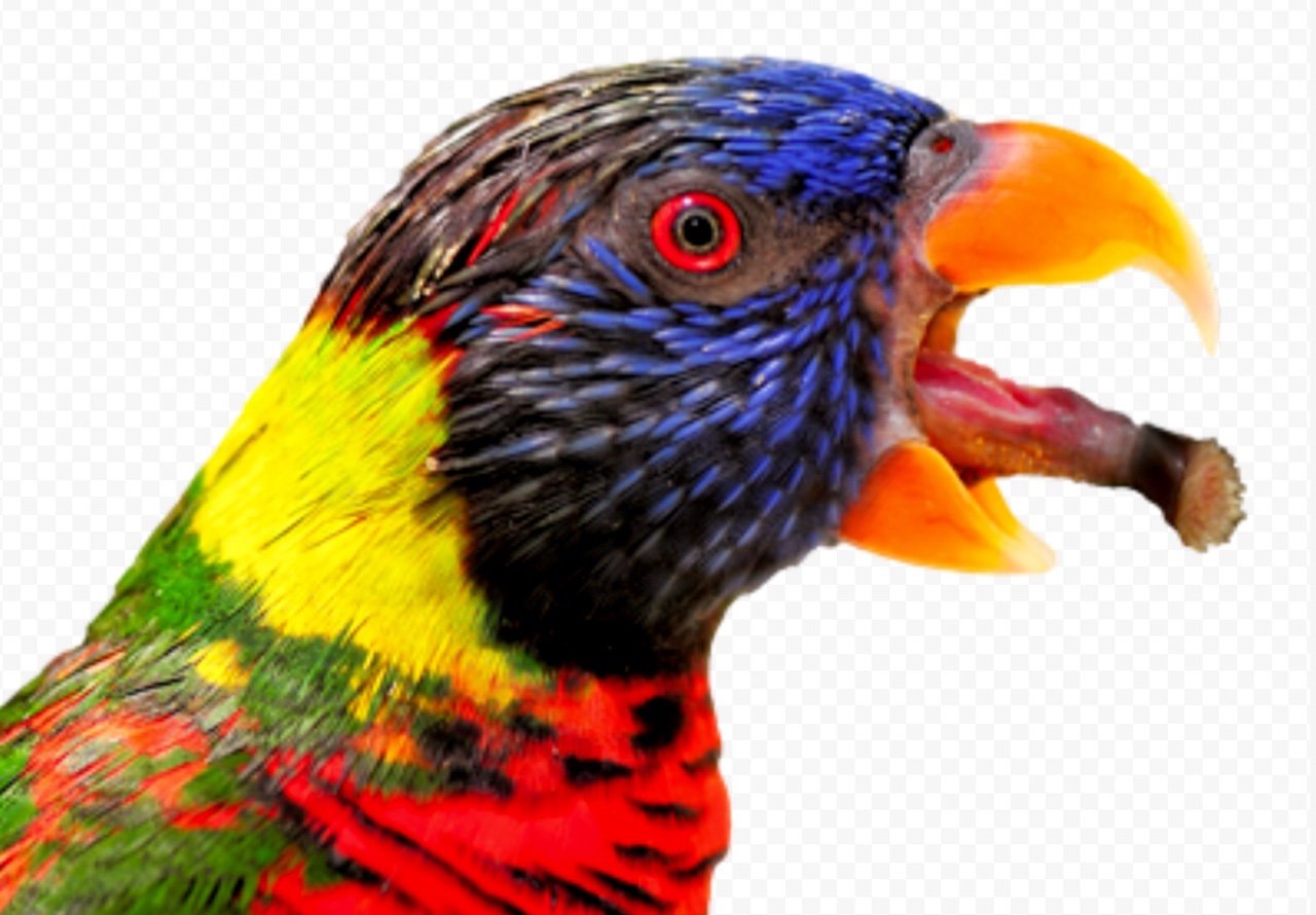 Австралийский попугай Лори с кисточкой на языке