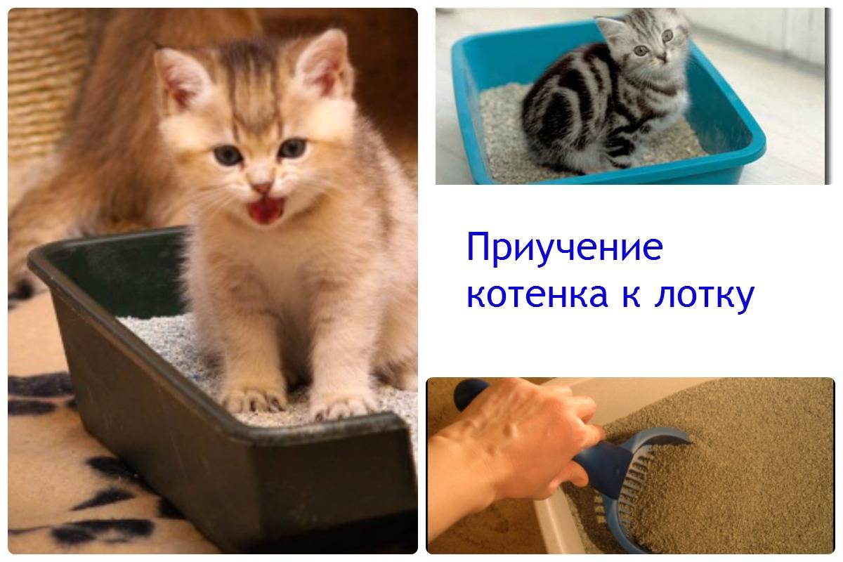Как приучить котенка к лотку в квартире за 1 день: экспресс-метод