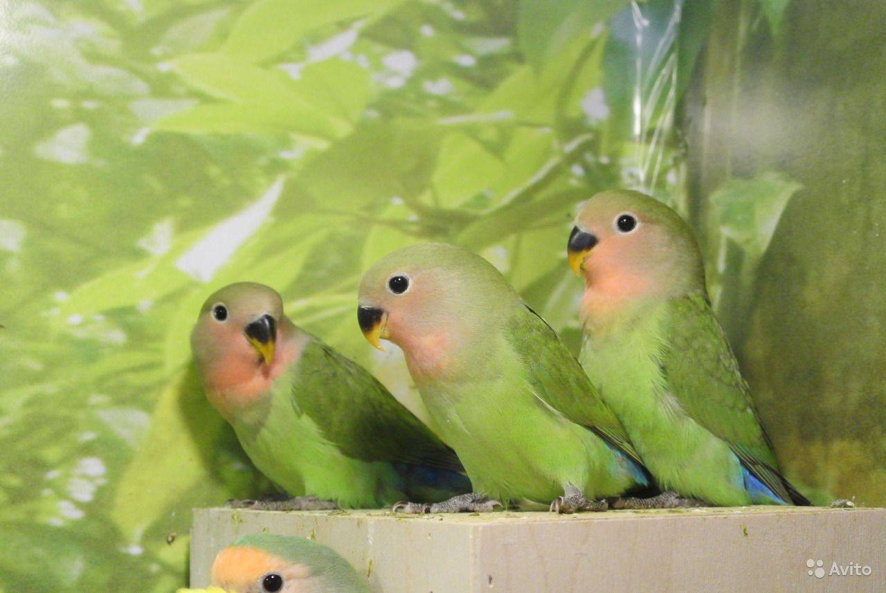 Виды попугаев неразлучников c фото: все разновидности