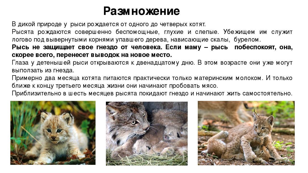 Рысь - 84 фото самого северного обитателя из семейства кошачьих