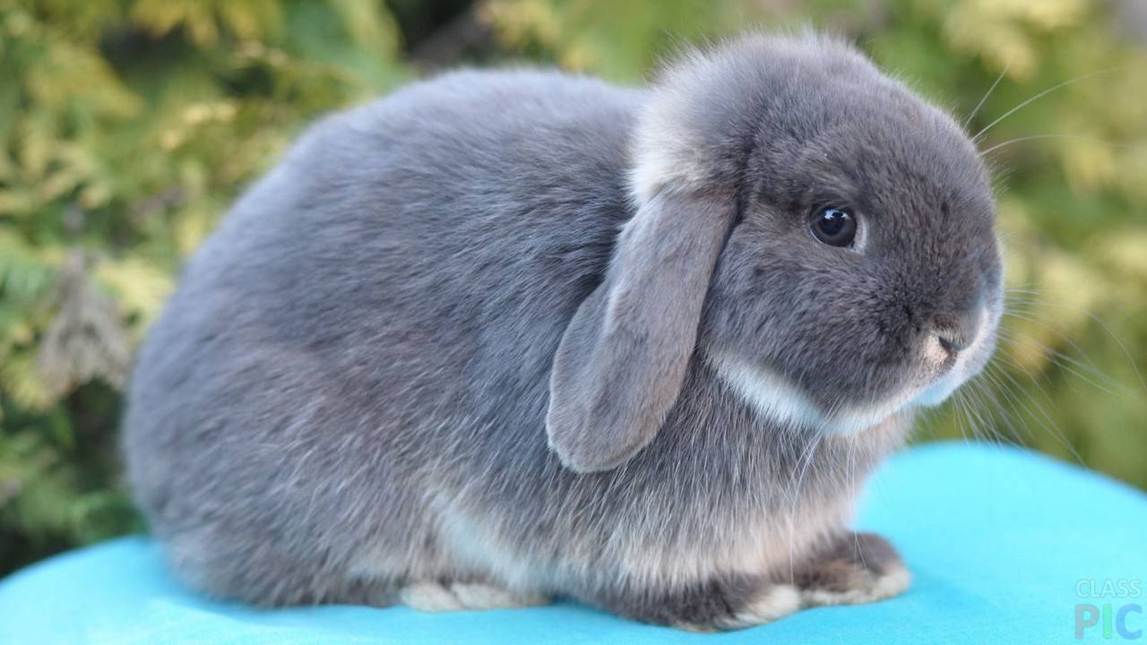 Карликовые кролики: породы, содержания, кормление и покупка