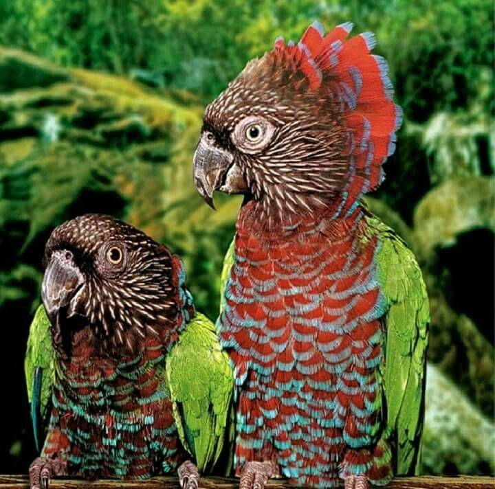 Топ-10 самых красивых попугаев в мире