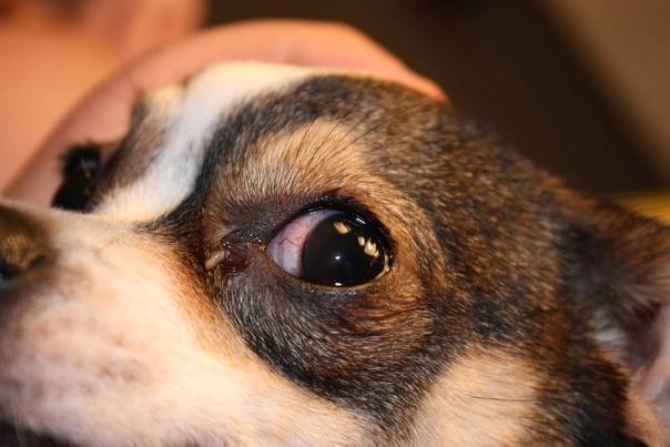 У собаки гноятся глаза: как лечить?
