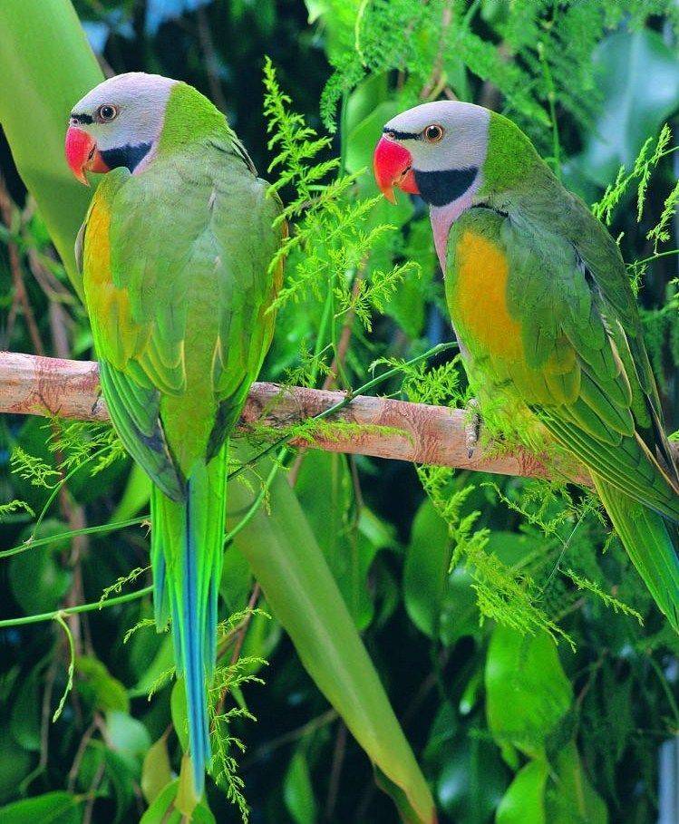 Кольчатый попугай. образ жизни и среда обитания кольчатого попугая | животный мир