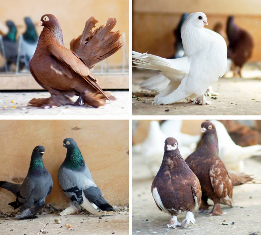 Популярные породы домашних голубей