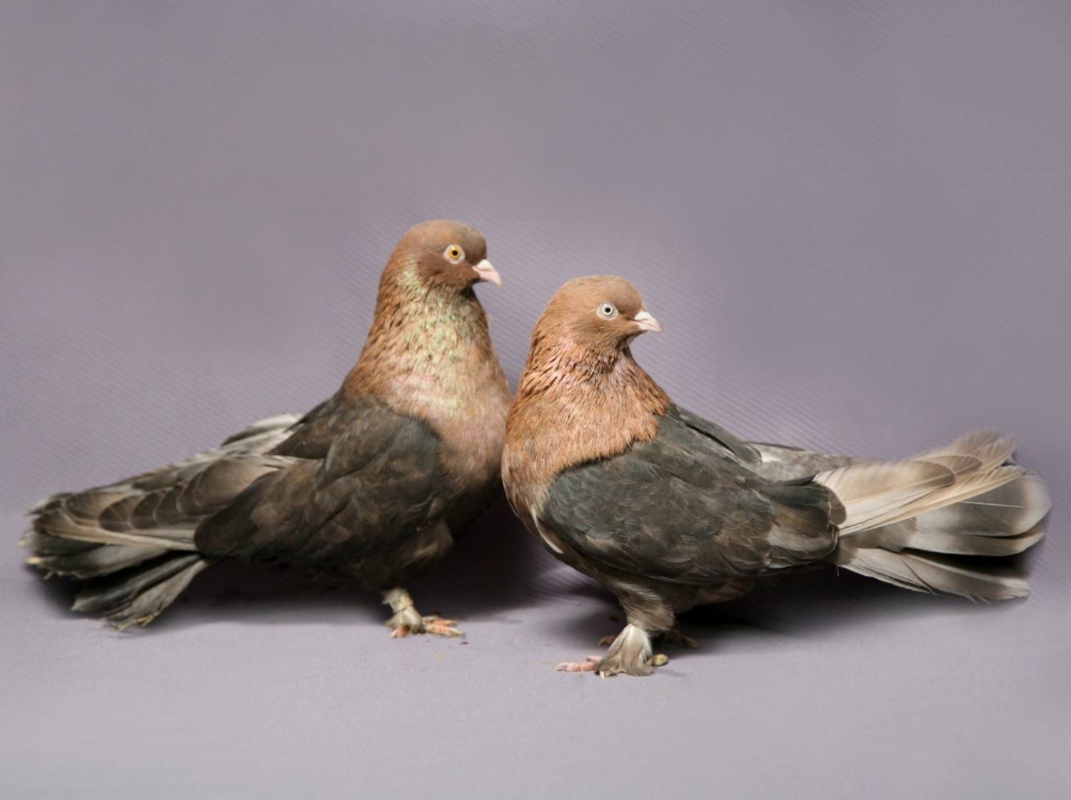 Высоколетные голуби: породы с фотографиями и названиями, видео