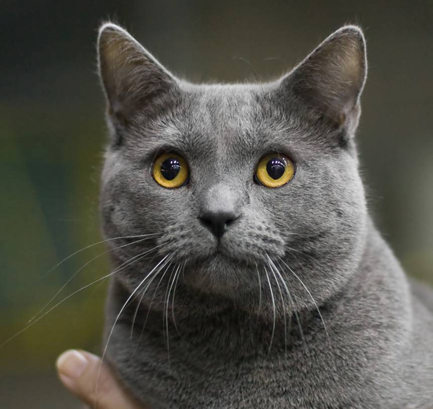 Кошка шартрез: описание породы, фото, видео, отзывы владельцев