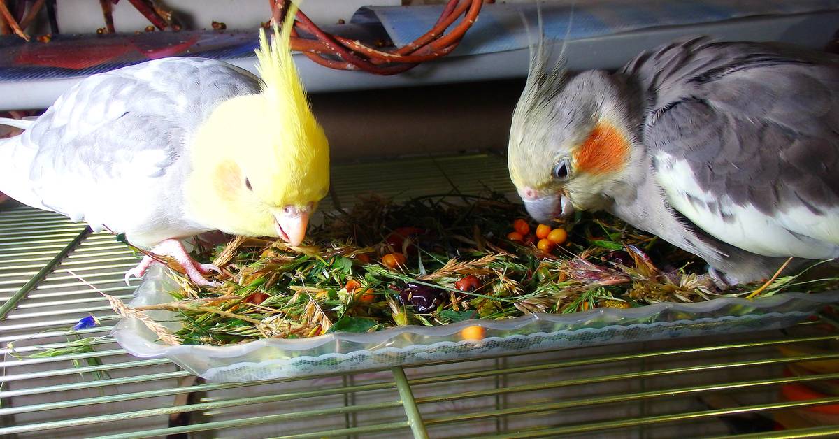 Чем кормить попугая кореллу? сбалансированный рацион питания в домашних условиях