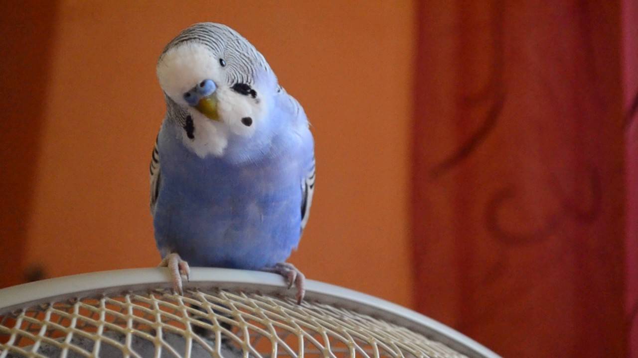 Видео о волнистых попугаях