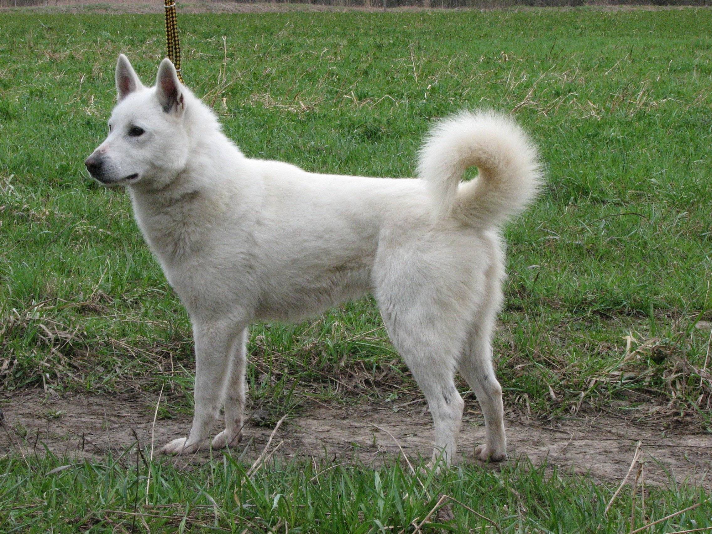 Ханаанская собака: описание породы, уход, цена