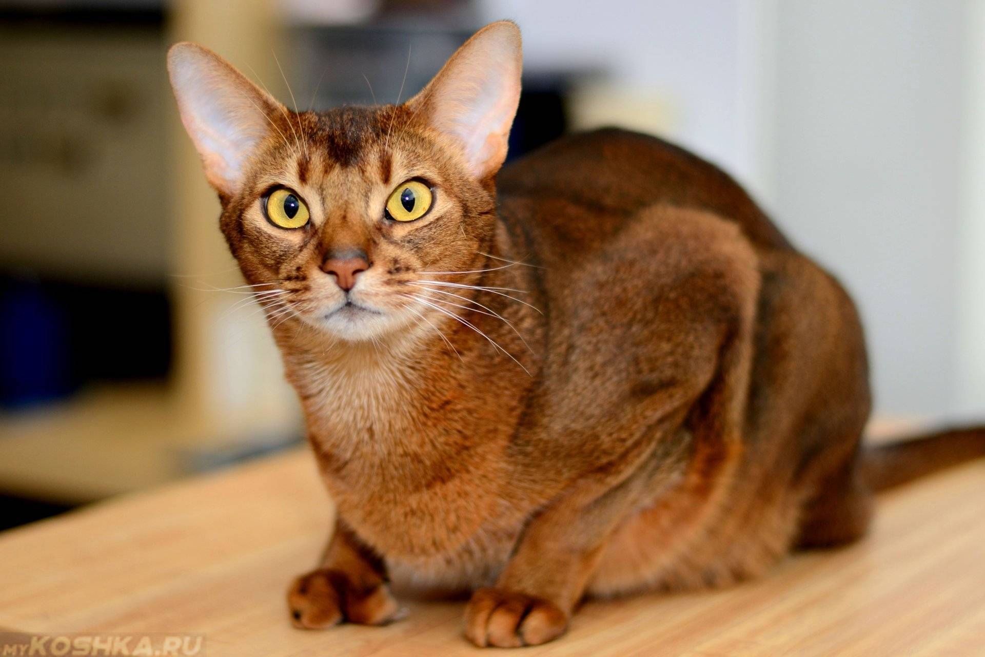 Абиссинская кошка: фото, характер, описание и отзывы о породе