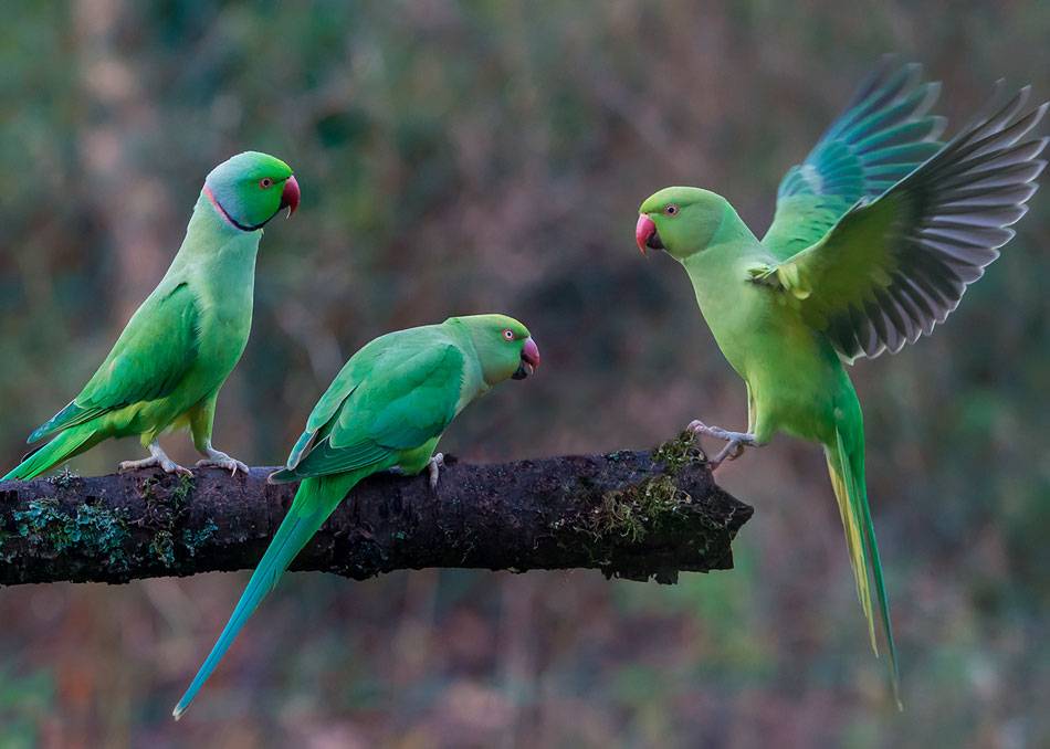ᐉ сколько живут ожереловые попугаи в домашних условиях - zoogradspb.ru
