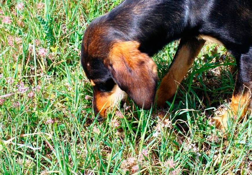 Почему собака ест траву
почему собака ест траву
