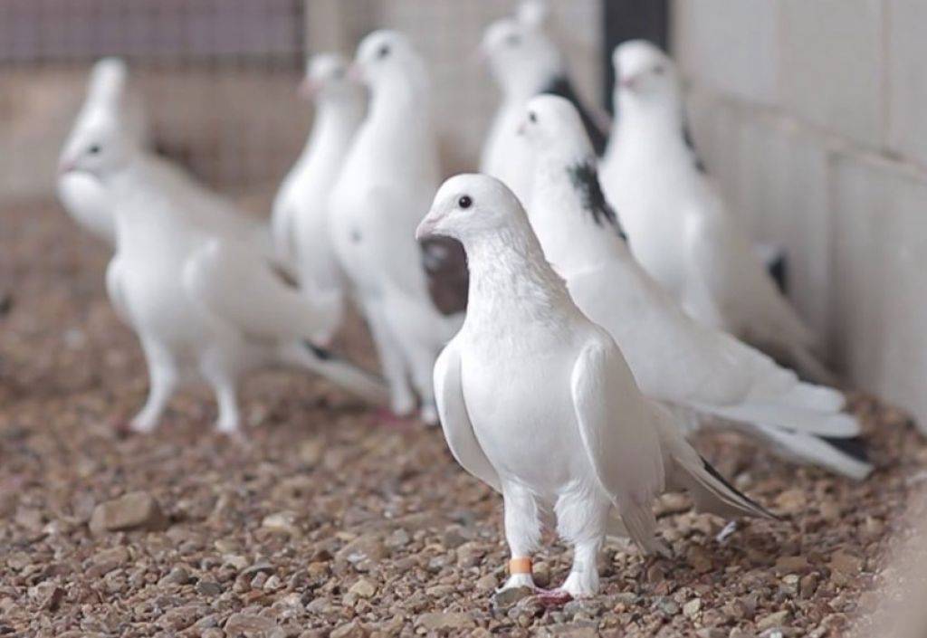 Бакинский бойный голубь и его разновидности