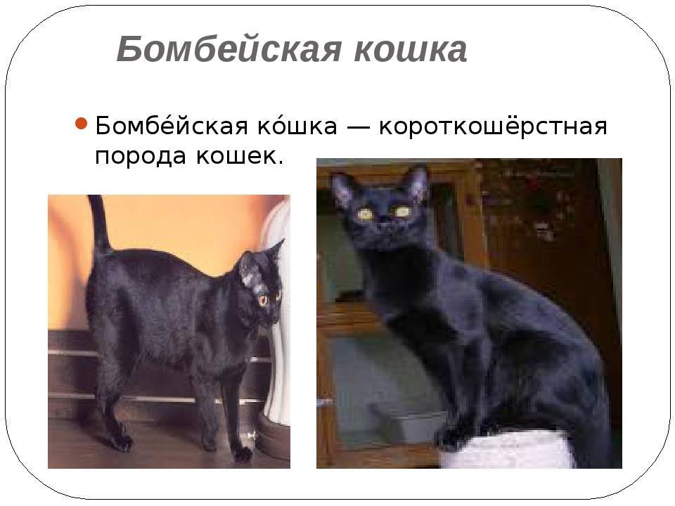 Бомбейская порода кошек "бомбей" описание характера и 40 фото