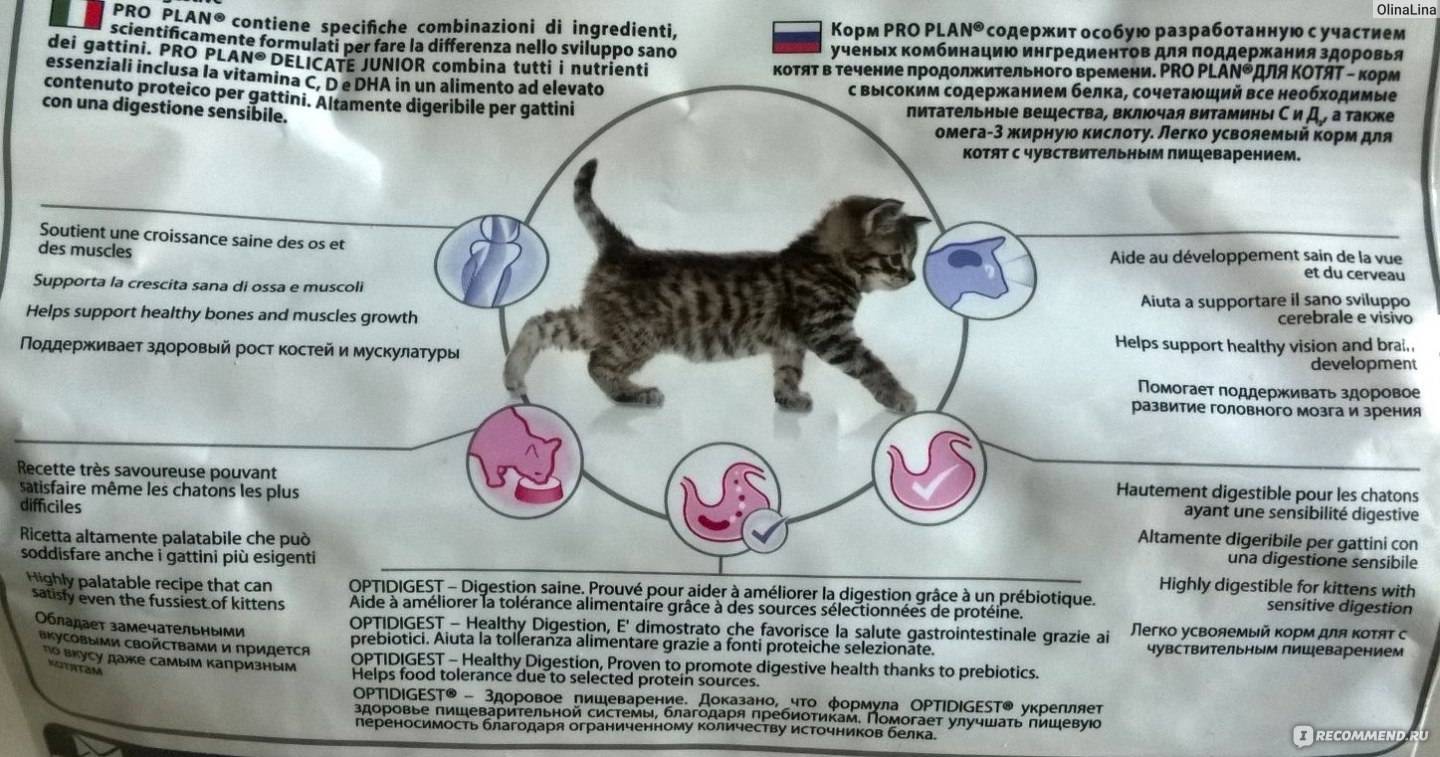 Витамины для беременных кошек – какие лучше давать