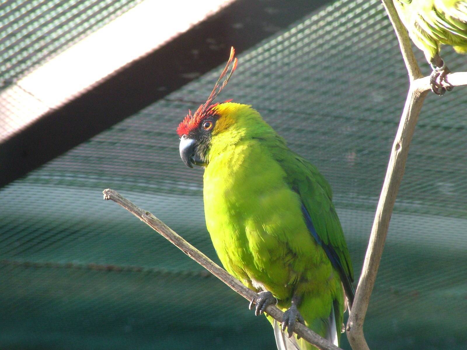 Волнистые попугаи: фото, описание, уход и содержание волнистых попугайчиков