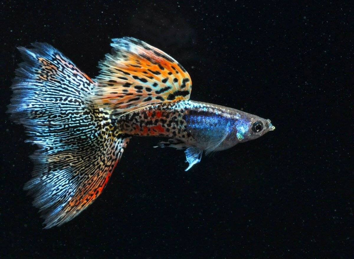 Живородящие рыбки для новичков: гуппи и пецилии | описания и фото животных