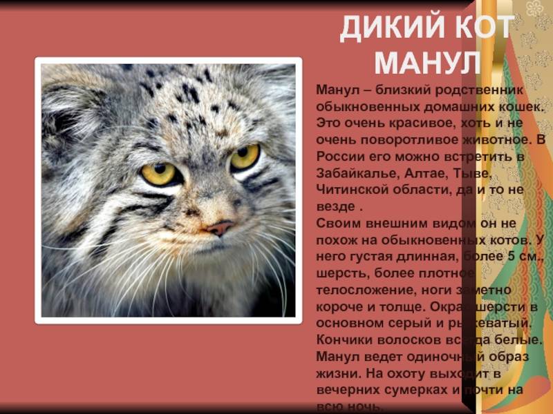 Манул, палласов кот (otocolobus manul): фото, виды
