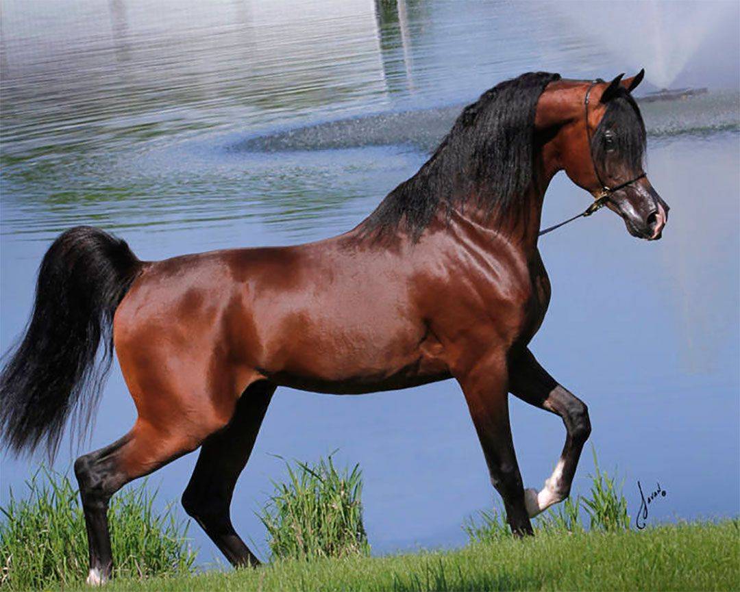 Арабская лошадь: описание, фото, среда обитания | divo.site