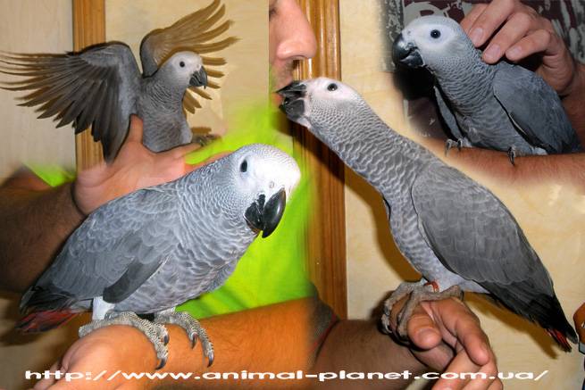 Приручение попугаев жако. как научить попугая говорить