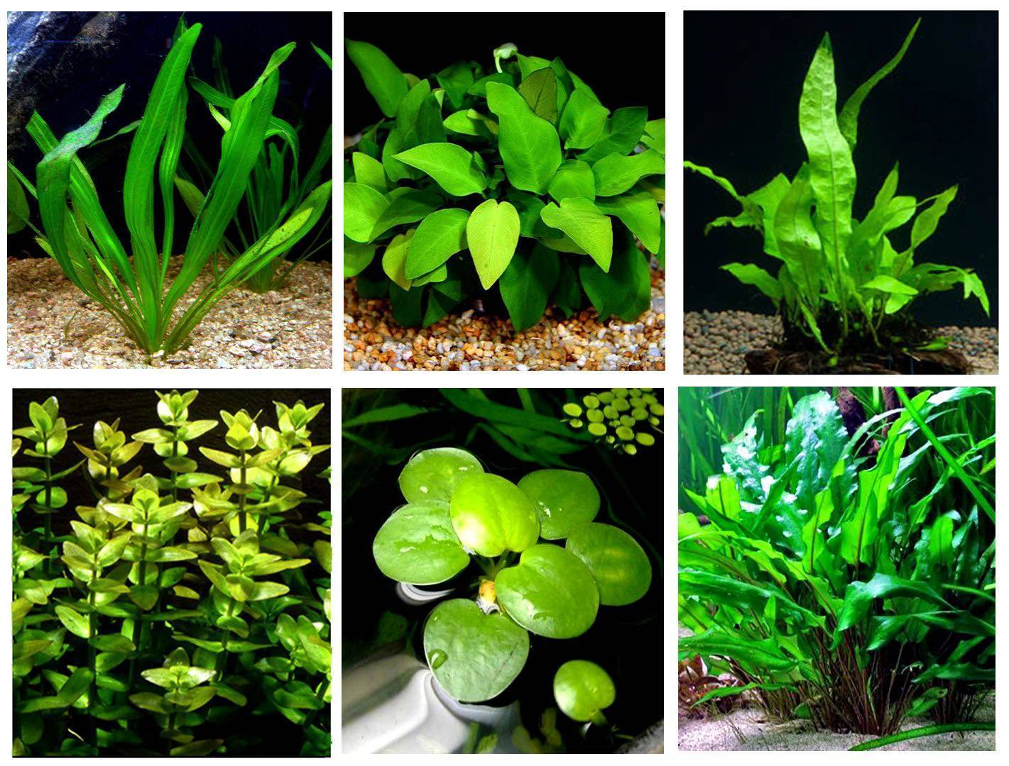 Низкорослые растения для аквариума: особенности и виды