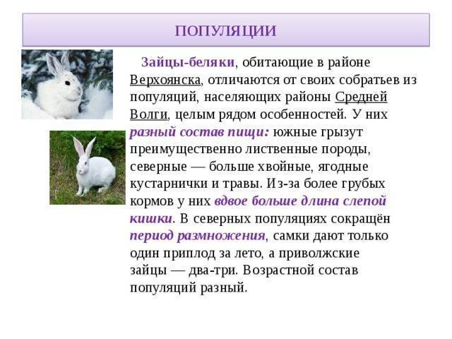 Заяц-беляк животное. описание, особенности, образ жизни и среда обитания зайца-беляка | живность.ру
