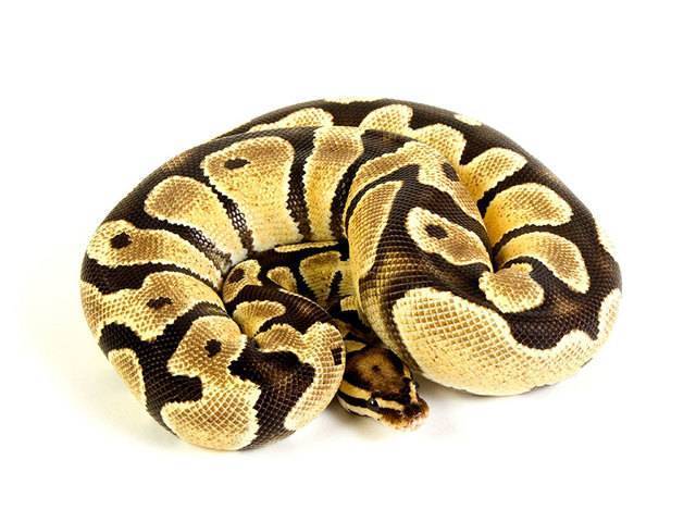 Королевский питон (Python regius)