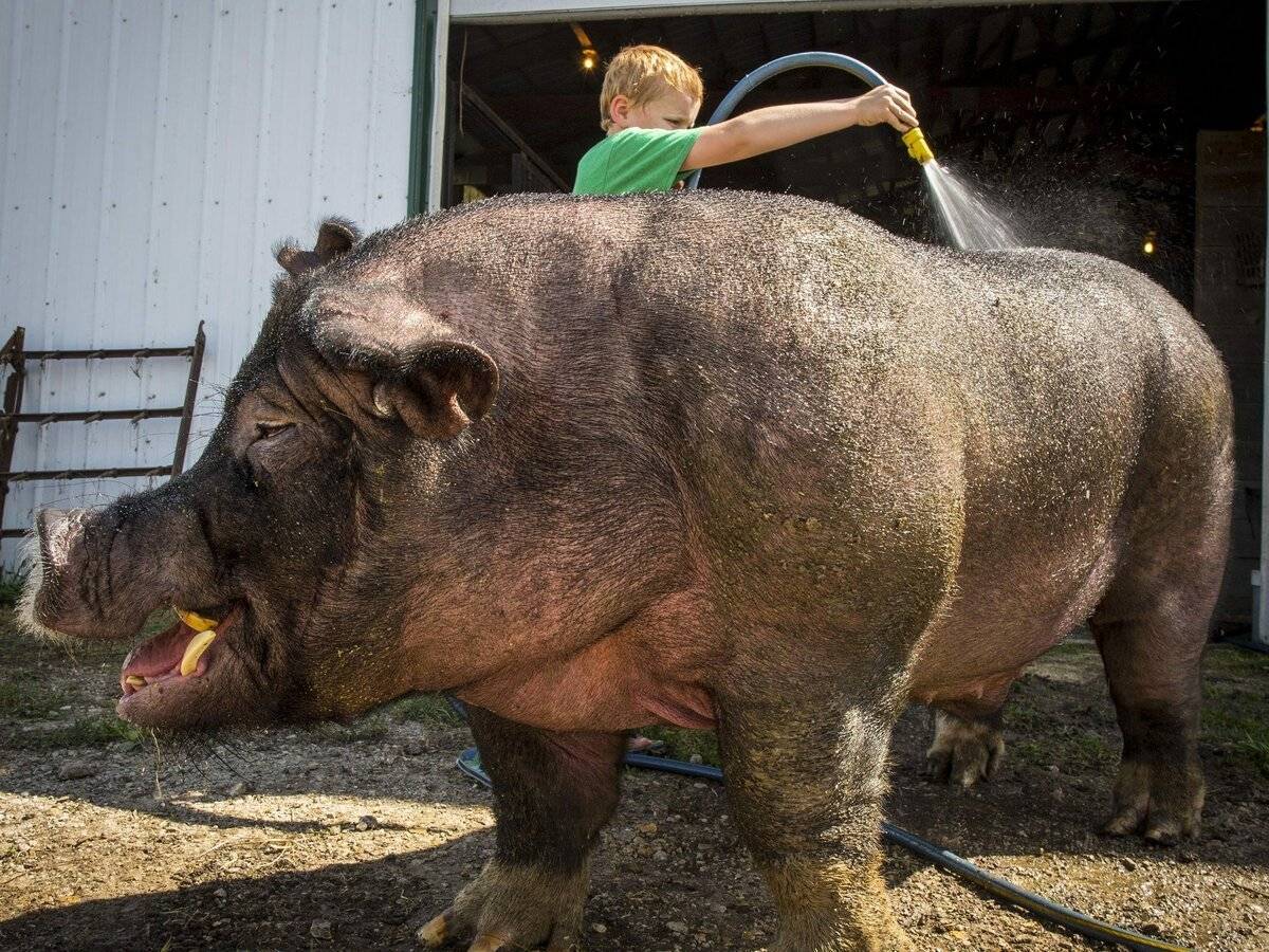 Мясные породы свиней: самые популярные породы в мире, мясные породы в россии