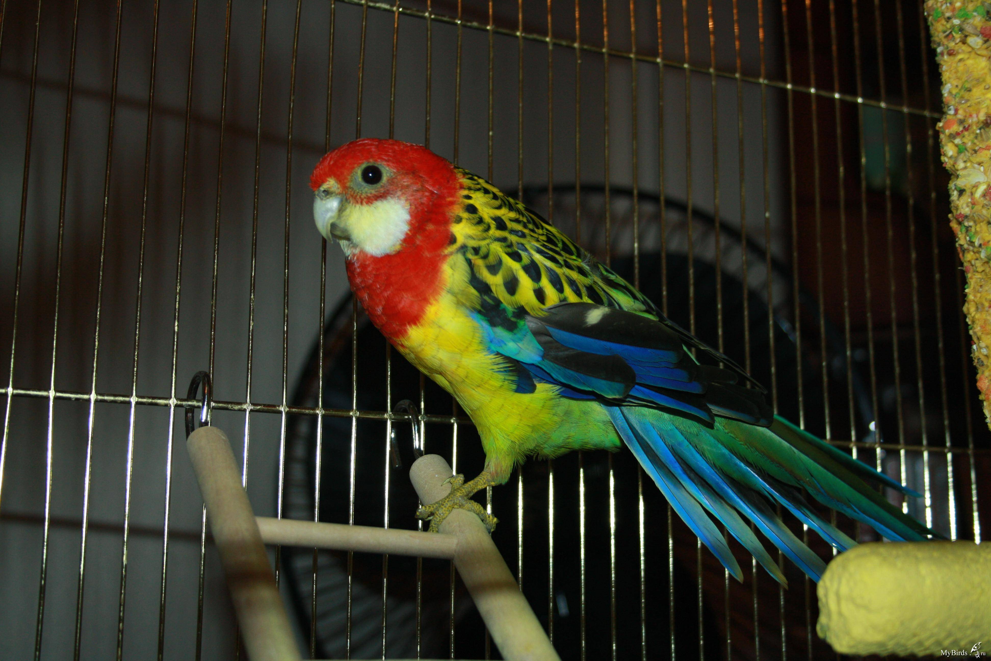 Попугай розелла: описание, содержание в домашних условиях
