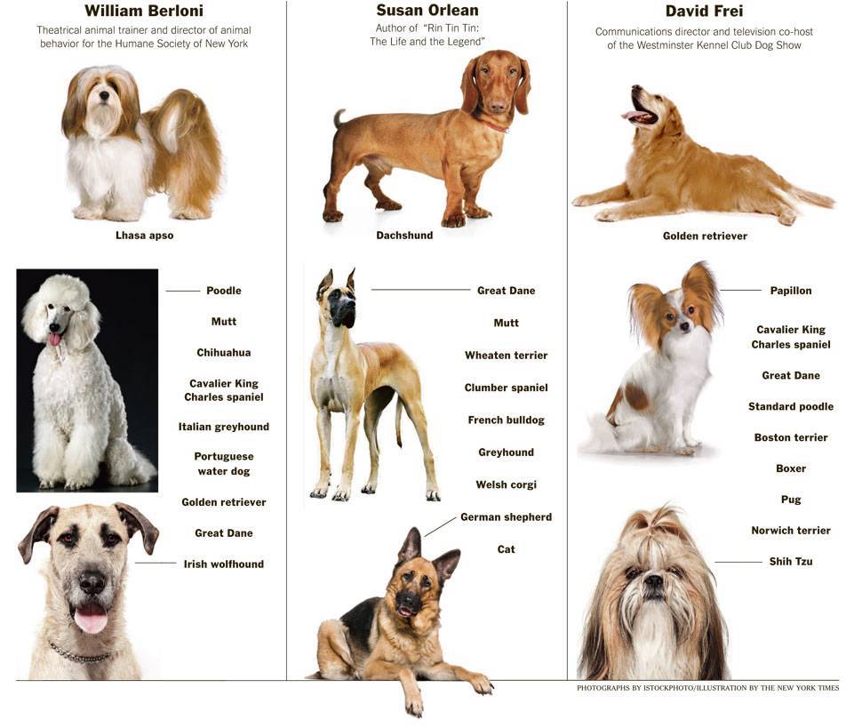 Породы собак для новичков: как выбрать первого лучшего питомца для неопытных владельцев в квартире - самые послушные и легко обучаемые
