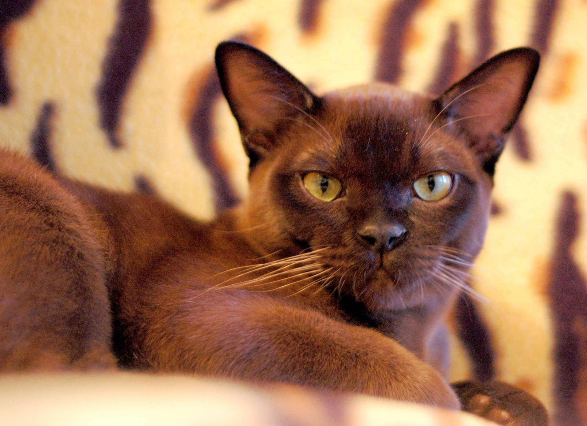 Бурманские кошки: описание породы, характер, здоровье