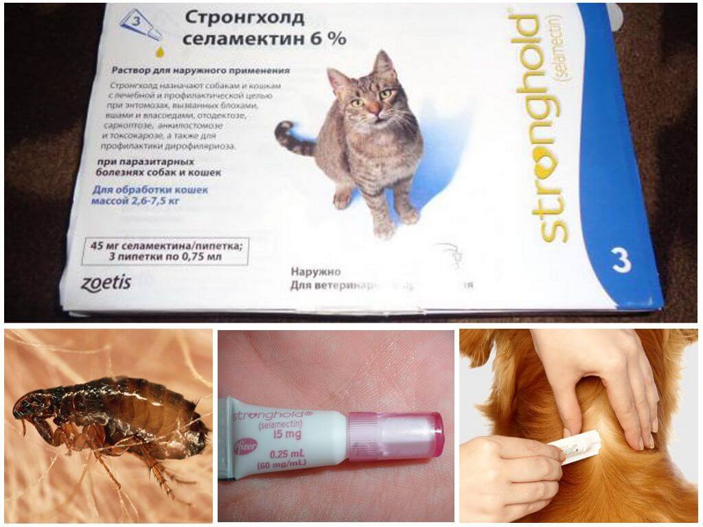 Стронгхолд для кошек: инструкция по применению капель на основе селамектина для взрослых животных и котят, отзывы, аналоги