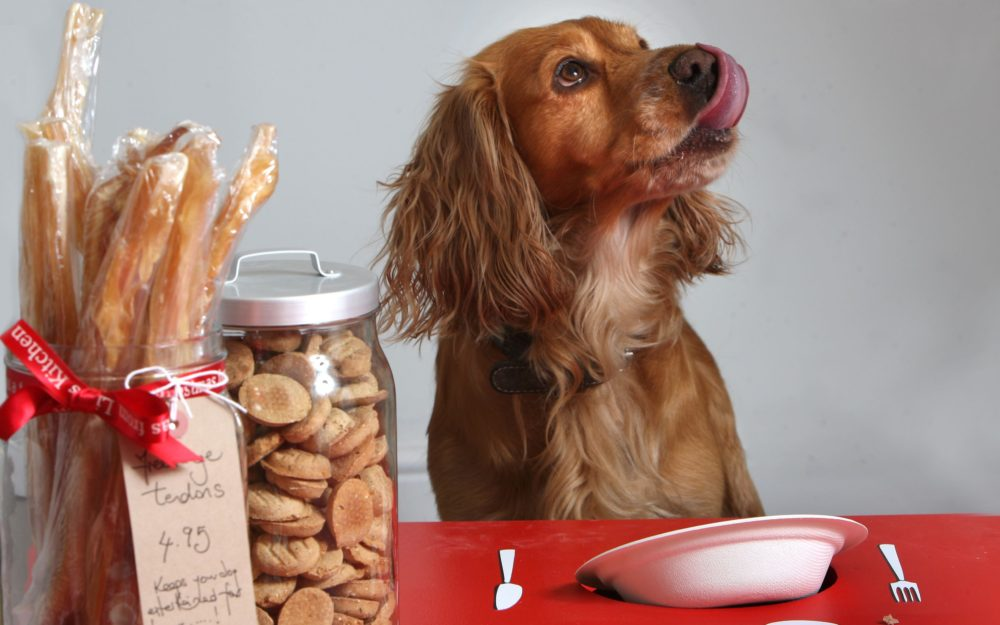 Можно ли собакам печенье: в чем опасность, какое можно и в каком количестве
