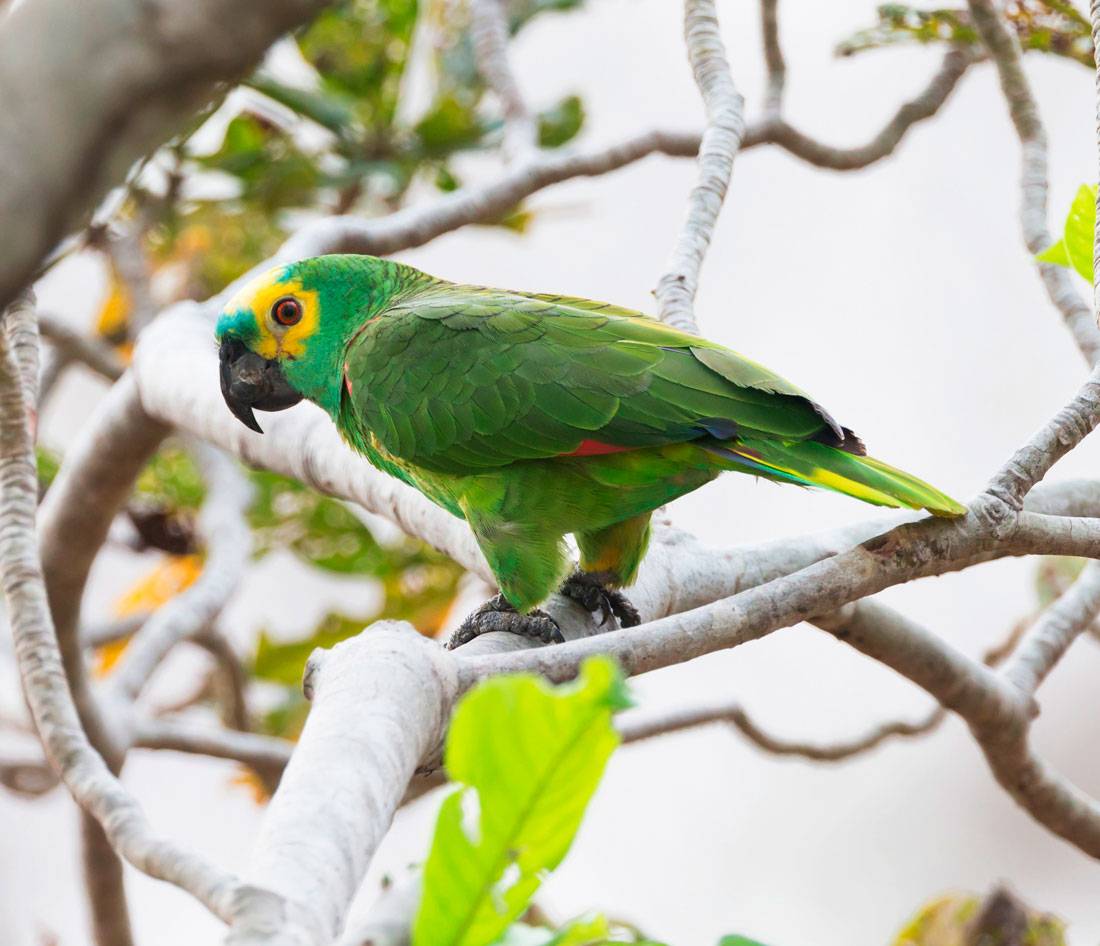 Особенности породы попугаев амазон