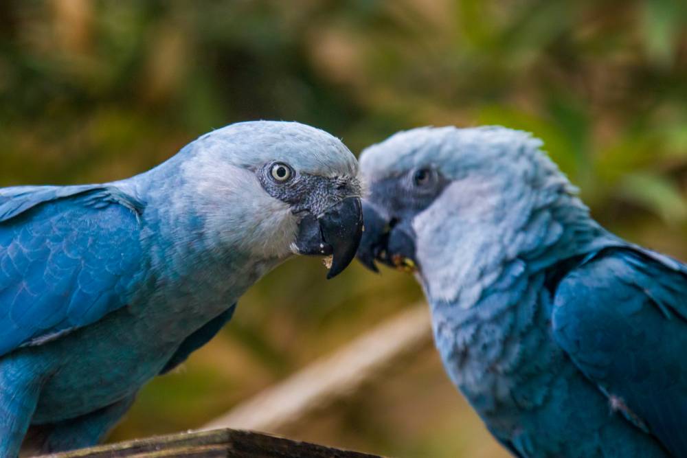 ᐉ голубой ара: описание и характеристика попугая, ареал обитания - kcc-zoo.ru