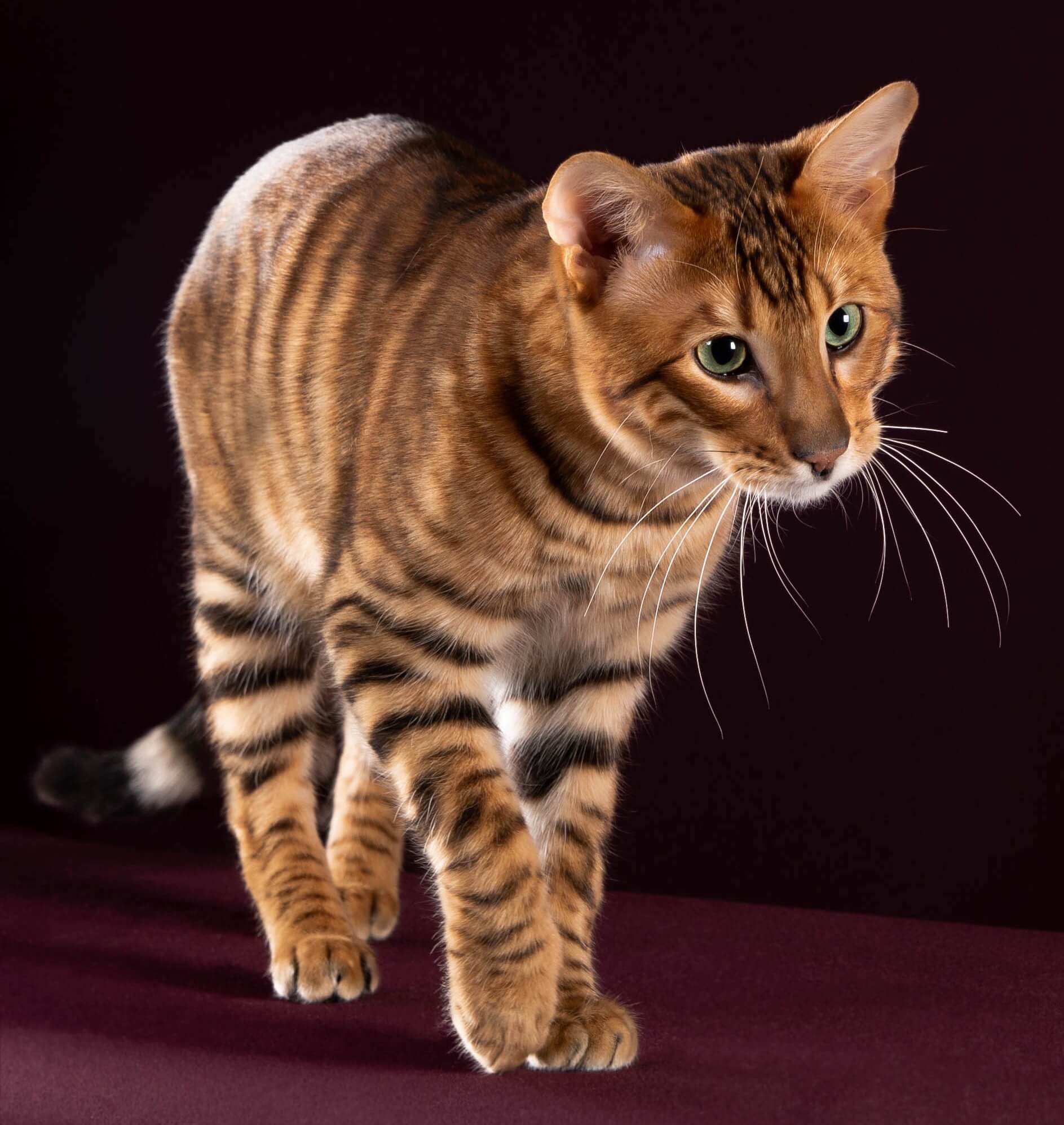 Тойгер: описание породы, фото кошки, стандарты, характер и поведение, отзывы владельцев, размеры и вес