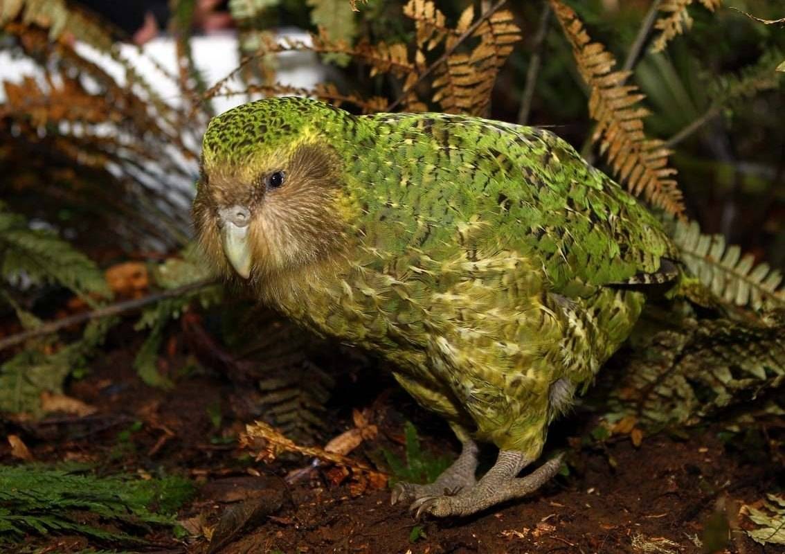 Какапо или совиный попугай (лат. strigops habroptilus) « николлетто