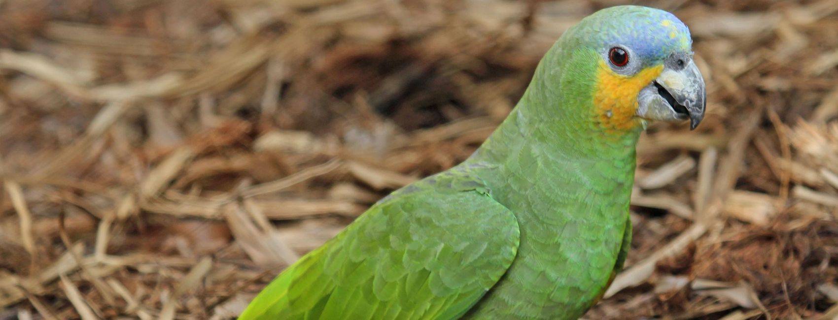 Венесуэльский  ( оранжевокрылый )  амазон - энциклопедия владельца птицы