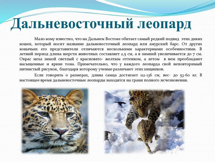 Дальневосточный леопард: описание, чем питается, ареал, фото, видео